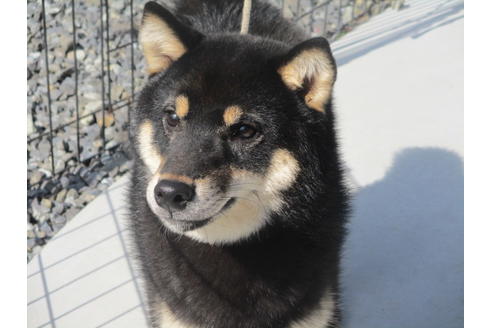 成約済の岡山県の柴犬-105940の1枚目